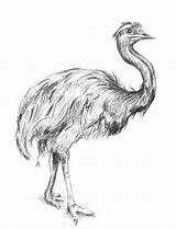 Emu Drawings Pencil Drawing Fine Australian Joan Books Bird Animals Book Choose Board sketch template