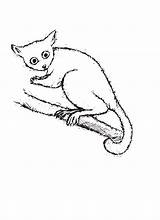 Bush Baby Coloring Outline Clipart Library Cliparts sketch template