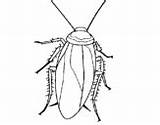 Coloring Cockroach Cockroaches Coloringcrew Pages sketch template