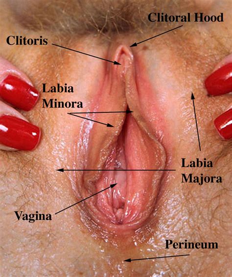 clitoris and vagina porn pic
