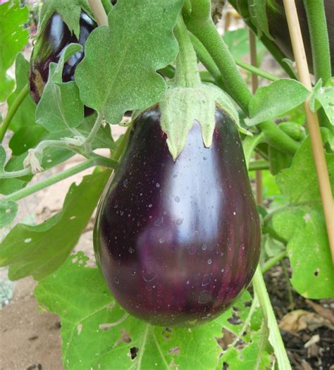 aubergine uk  eggplant  natural beauty