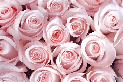 rose color meanings      romantic facts bridage
