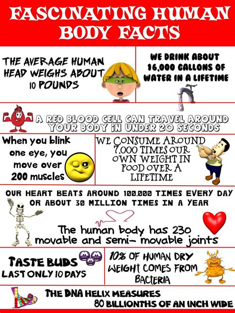 health  science poster fascinating human body facts human body