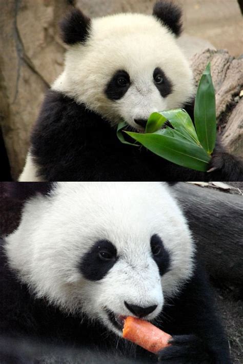 pandapanda nancy zhang