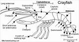 Crayfish Printout Dissection Enchanted Crustacean Labeling Cray Karya Lobster Grasshopper Marine Freshwater Carapace Sebuah Agung sketch template