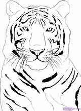 Animal Outline Drawing Tiger Rainforest Getdrawings Clipart sketch template