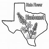 Texas Coloring Bluebonnet Pages Bluebonnets Longhorn Sheets Color Flag Print Bob Drawings Book State Printable Drawing Blue Sheet Line Bonnets sketch template