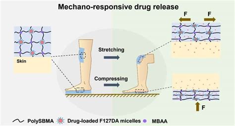 mechano responsive hydrogel developed  wound healing