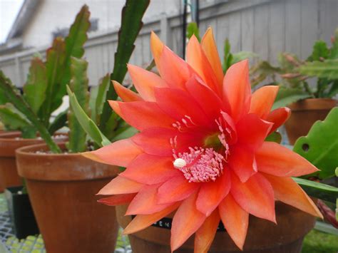 epiphyllum collection golden jubilee