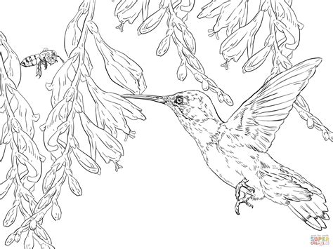 bee hummingbird coloring page  printable coloring pages