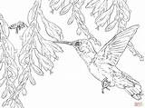 Hummingbird Coloring Pages Printable Bee Hummingbirds Drawing Flower Bird Adults Line Birds Print Supercoloring Easy Hibiscus Color Adult Hard Clip sketch template