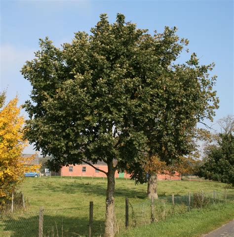 deutsche eiche oak quercus robur baumschule horstmann