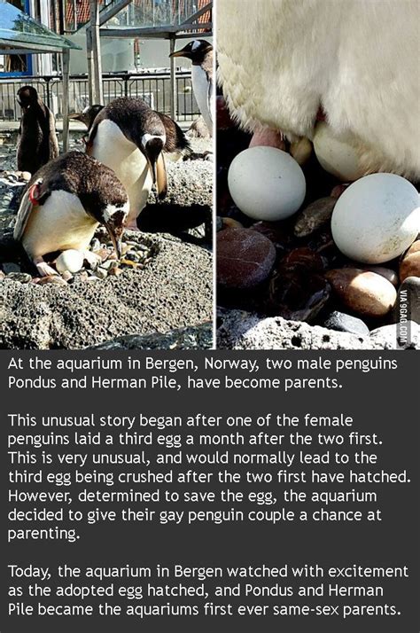 at the aquarium in bergen norway two male penguins pondus and herman pile have become 9gag