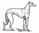Greyhound Clipart Clip Silhouette Dog Cliparts Etc Library Gif Small Tiff Resolution Usf Edu Medium Original Large sketch template