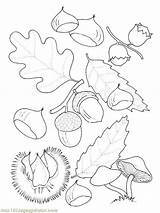 Oak Coloring Tree Fruit Designlooter 43kb 800px sketch template