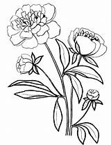 Peony Coloring Pages Line Template Drawing Clipartmag sketch template
