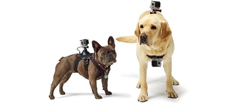 gopro fetch consumer product newsgroup