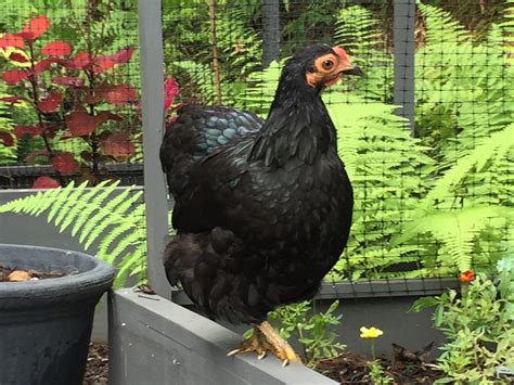 Black Wyandotte Bantam Chickens For Sale Cackle Hatchery