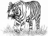 Tiger Coloring Pages Realistic Drawing Bengal Lion Animal Tigers Color Animals Drawings Pencil Printable Face Print Liger Online Down Getdrawings sketch template
