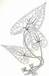 Asarum Aristolochiaceae sketch template