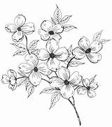 Dogwood Blossom Fleur Fleurs Flowertattoos Choisir sketch template