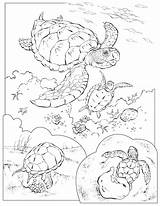 Coloring Pages Turtle Sea Animals National Geographic Color Animal Ecosystem Turtles Kids Adult Printable Life Sheets Fish Aquatic Marine Colouring sketch template