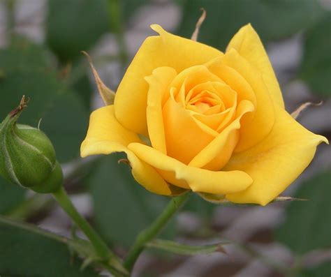koleksi gambar foto bunga mawar cantik indah unik keren hiasan