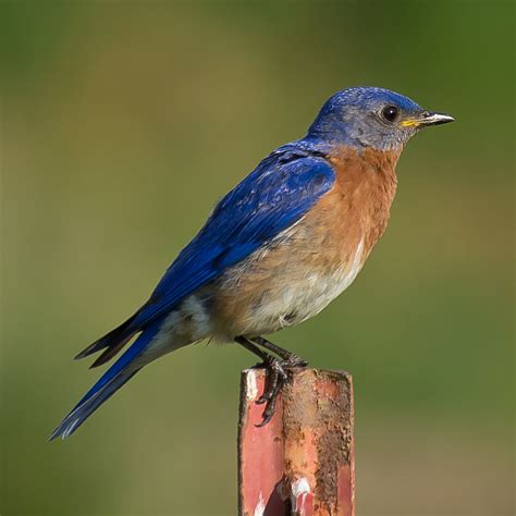 nature canada bird tweet   week eastern bluebird