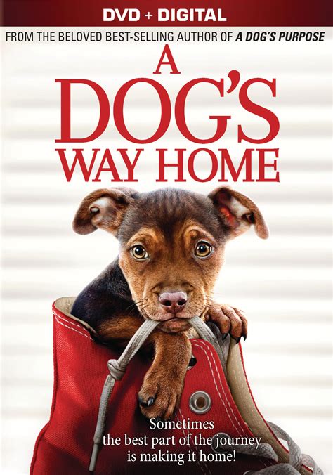 dogs  home includes digital copy dvd   buy