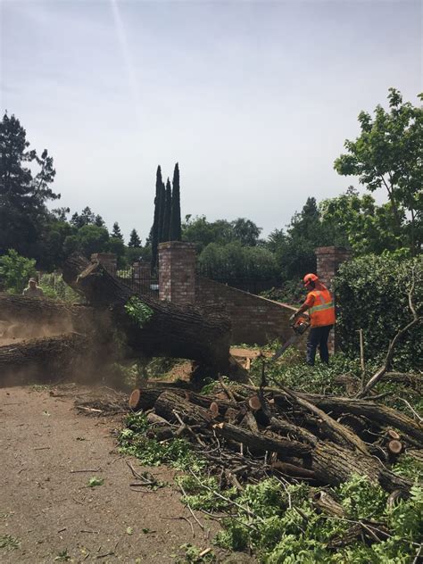 salvaging  dead california black walnut trees salvaging