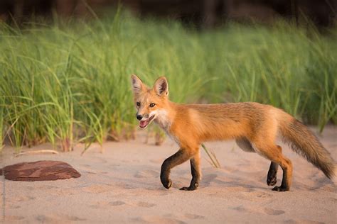 single wild fox walking  natural outdoor animal environment