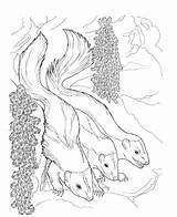 Skunk Coloring Pages Animals Printable Nocturnal Kids Flower Comments Night Bestcoloringpagesforkids sketch template