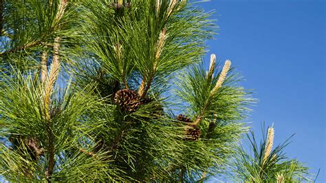 ponderosa pine care  growing guide tips   trees gardeningetc