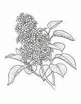 Lilac Coloring Flower Drawing Plant Syringa Drawings Paintingvalley sketch template