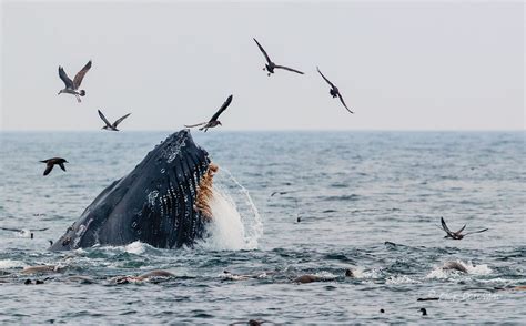 photo humpback whale feeding   sheerwaters