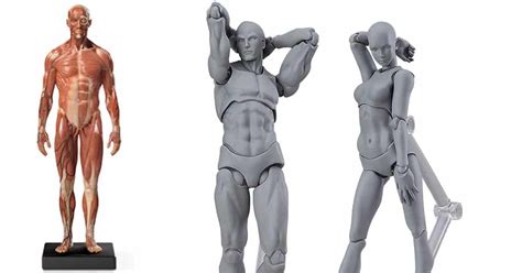 anatomy figure models  artists