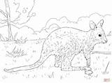 Wallaby Coloring Pages Bennett Juvenile Designlooter Drawing Skip Main 2048 84kb sketch template