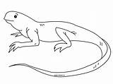 Iguana Coloring Reptile sketch template
