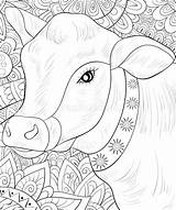 Cow Coloring Adult Cute Relaxing Book Illustration sketch template
