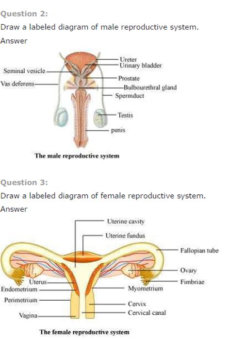 Human Reproduction Ncert Solution Class 12 Biology