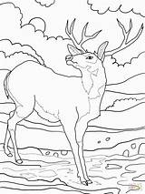 Mule Herten Cervo Colorare Disegni Tailed Mulo Supercoloring Elk Colouring Dreht Rocky Clipart Venado Buck Deers Uitprinten Downloaden Hert Library sketch template
