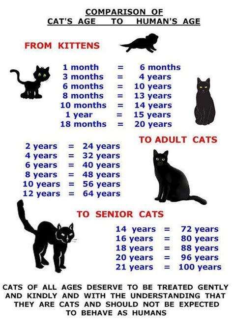 comparison of cat s age to humane s age cat ages cats cat age chart