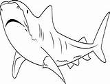 Tigerhai Ausmalbilder Grosser Kostenlose Ausmalen Tiere Haie Dein sketch template