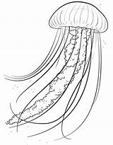 Medusa Jellyfish Coloring Colorare Disegni Meduse Bambini Piace Colora Che Ius sketch template