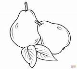 Pears Coloring Pear Two Pages Printable Drawing Sheet Color sketch template