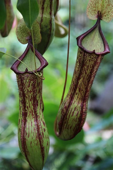 Nepenthes Tropical Pitcher Plant Oxley Nursery