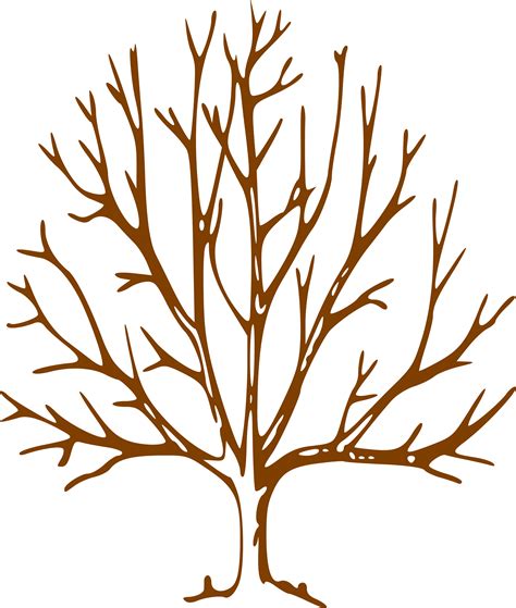 tree  bare branches clipart   cliparts  images