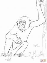 Bonobo Chimpanzee Coloring Pages Ausmalbild Schimpanse Ausmalbilder Supercoloring Ausmalen Printable Drawing Color Kids Zum Common Von Schimpansen Ausdrucken Colorings Getdrawings sketch template