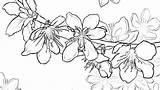 Cherry Coloring Blossom Tree Pages Wonderful Getcolorings Blo Printable Getdrawings sketch template
