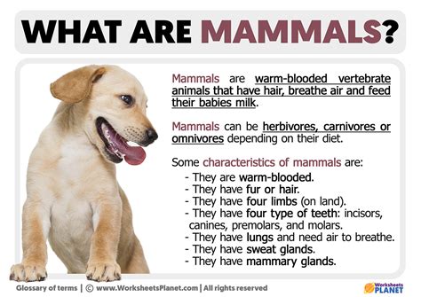 mammal definition  mammal